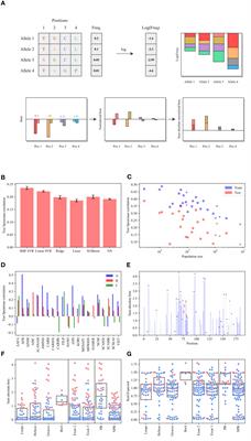 Bw4 ligand and direct T-cell receptor binding induced selection on HLA A and B alleles